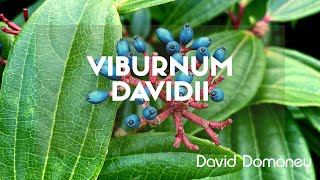 Viburnum davidii a beautiful shrub for your garden [upl. by Demaria]