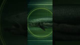 A man got attacked by a 4footlong sea lamprey  River Monsters  Animal Planet shorts [upl. by Dnamra]