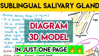 Sublingual salivary gland anatomy in one page MbbsclasseswithASHISH [upl. by Eelyak]