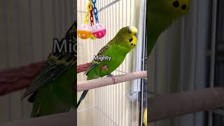 Mighty Squawk  Boba the Budgie  Talking Parakeet [upl. by Ardnaet]