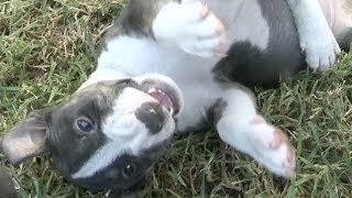 Mini Bull Terrier Puppies Fight On Their Backs [upl. by Leyes630]