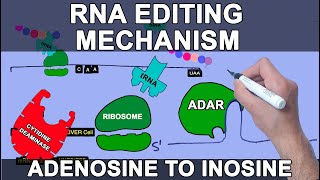 Mechanism of RNA Editing  Site Specific Deamination [upl. by Almat219]