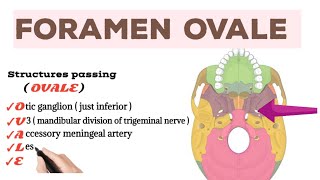 Structures passing through Foramen Ovale [upl. by Aistek]