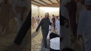 View Of Oman Muscat Nizwa Goat market 🇴🇲🌴 ytshorts trending [upl. by Nivej]