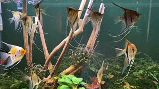 Der Pterophyllum scalare [upl. by Honor]