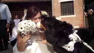 Video del matrimonio dal punto di vista del cane Wedding Dog Sitter [upl. by Leontyne240]