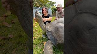 GIANT TORTOISE loves scratches🙌🤩 [upl. by Aleece289]