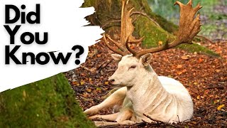 Things you need to know about FALLOW DEER [upl. by Phonsa29]