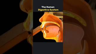 Human digestive System How it works 3danimation [upl. by Aryek]