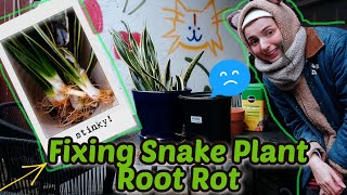 How I fixed Root Rot in my Snake Plants Sansevieria Plant [upl. by Lazos]