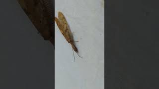 Dobsonfly at La Selva Biological Station Costa Rica [upl. by Saticilef]