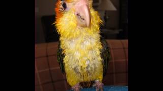 Caique Shower Time [upl. by Wilow]