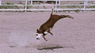 Rodeo Roping  Cruelty Exposed [upl. by Suired849]