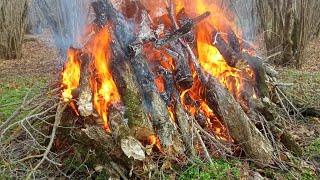 AGRICOLTURA PROFESSIONALE PLURIDECENNALE SUL NOCCIOLO🌿🌿🌿🌿 [upl. by Fritts]