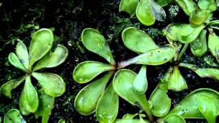 Pinguicula emarginata in situ [upl. by Ariew]