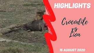 Highlights  Maasai Mara Lion and Crocodile tug of war over wildebeest 15 Aug 2020 [upl. by Cochard]