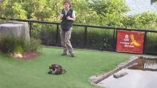 Blackbreasted buzzard using a stone to break open an emu egg at Taronga Zoo Sydney Australia [upl. by Einafpets]