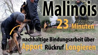 Malinois nachhaltige Bindungsarbeit über Apport – Rückruf – Longieren [upl. by Barbey]