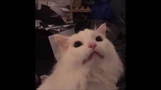 Thruston cat but everytime thruston meows it get bass boosted [upl. by Ardnoik]