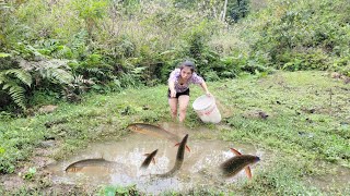 Catching loach fish in swamps full of fish [upl. by Aurel]