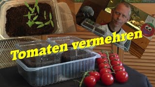 Tomaten durch eigene Samen vermehren geht das Ja [upl. by Stochmal329]