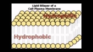 I Can Explain  Oil hydrophobic vs Vinegar hydrophilic Part I [upl. by Matronna329]