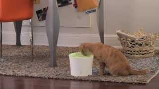 Catit Design Fresh amp Clear Cat Drinking Fountain [upl. by Ydoow]