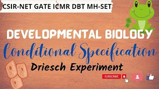 Driesch Experiment l Conditional Specification l Developmental Biology [upl. by Acirfa]