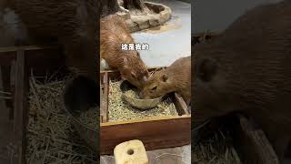 Male capybaras are really perfunctory with children Changsha Zoolung large indoor zoo Capybara [upl. by Nahsor]