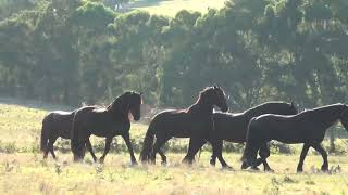 Friesian Knabstrupper and Andalusian horses running with Kangaroos [upl. by Ahsiken]