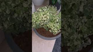 My Beautiful Home Garden  Ming aralia plant  viralvideo plants nature shorts homedecor love [upl. by Ecertap514]