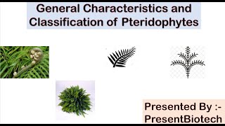 Pteridophytes  General Characteristics of Pteridophytes  Classification of Pteridophytes [upl. by Venice]