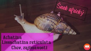 Achatina slimák africký lissachatina reticulata chov a zajímavosti [upl. by Huttan86]