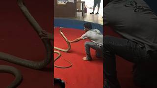 Want to Tame a King Cobra Watch This Now [upl. by Raynah]