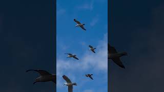 Gulls Bridlington [upl. by Vihs]