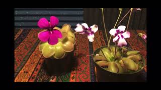 How to Pollinate Pinguicula [upl. by Lyn437]