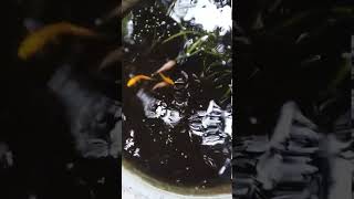 Baby carp fish at home [upl. by Leay]