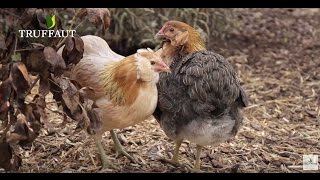 Poule Araucana aux oeufs verts  Truffaut [upl. by Kone]