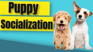 How to Socialize a Puppy Before Vaccinations [upl. by May]