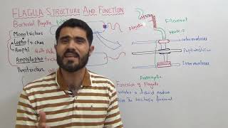 Bacterial Flagella structure and function and types of Bacteria on the basis of flagella Lec 7 [upl. by Alemaj672]