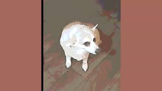 I love my Crank Ole Corgi  Yumi Caruso hes 14 Now [upl. by Llerreg]