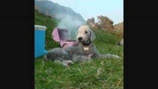 BEDLINGTON TERRIER MOVIE [upl. by Bari78]