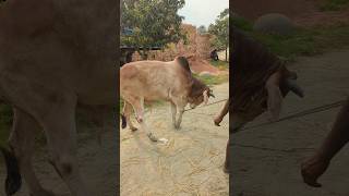 পাগলা গরু 🐮🙃 cow narailtvonline tanding vairalshort viralvideos viralreels [upl. by Anitnauq]