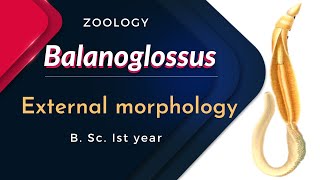 Balanoglossus  External morphology  B Sc Ist year  Zoology [upl. by Cila]