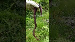 The biggest worm in the world animals fastestanimal catholicchurch [upl. by Hepza]