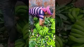 Cool farmers technique for cutting bananas from bunches shorts farming agriculture garden [upl. by Nagear]