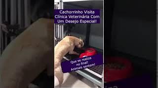 Cachorrinho Visita Clínica Veterinária Com Um Desejo Especial [upl. by Epilif]