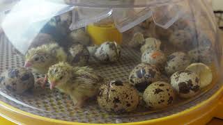 Baby quails hatching 16 6 24 [upl. by Anele]