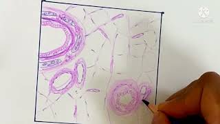 Histology Drawing of Lung Respiratory system  bronchi  bronchioles drurmila3614 microscopic view [upl. by Aracat]