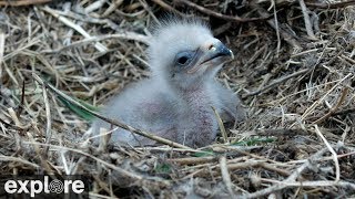 Two Harbors Bald Eagle Cam powered by EXPLOREorg [upl. by Ennayt]